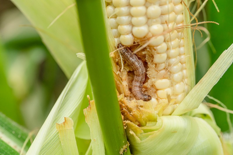 Armyworm-Killer-Longview-TX