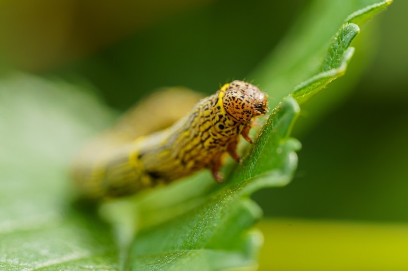 Armyworm-Killer-Marshall-WA