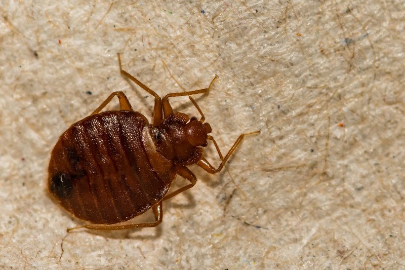 Bed-Bug-Killer-Shreveport-WA