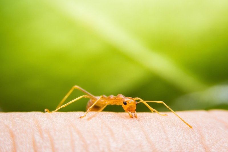 Fire-Ant-Killer-Marshall-WA