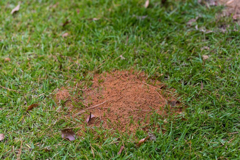 Fire-Ant-Treatment-Marshall-WA