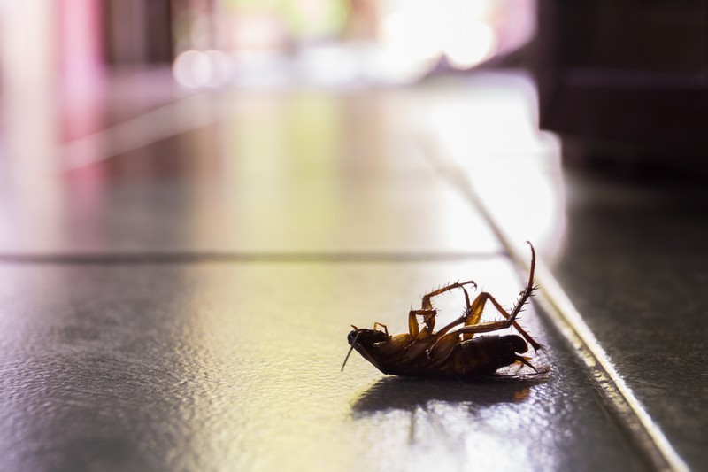 Roach-Bait-Marshall-WA